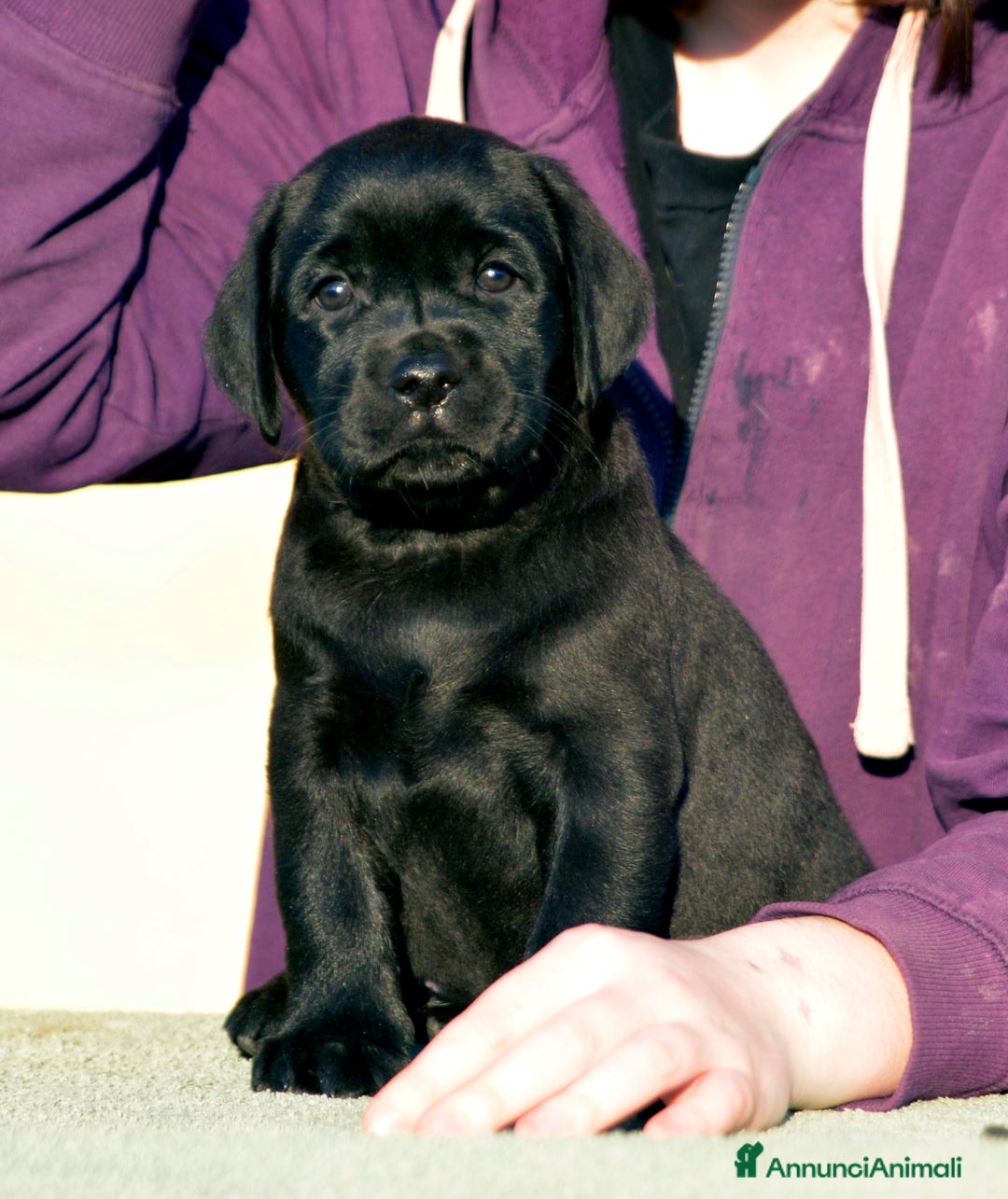 Labrador cani in vendita: Femmina di Labrador Adulta - Annuncio 2