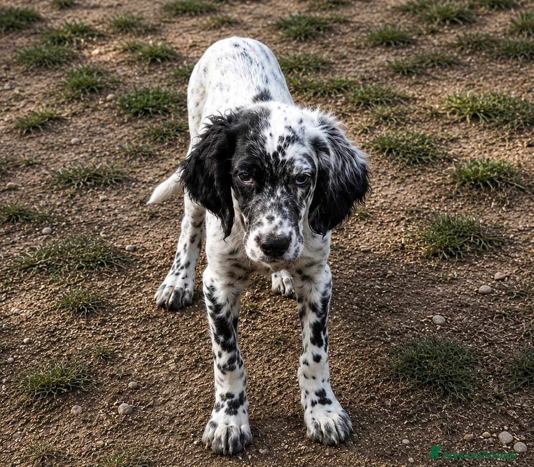 Setter Inglese cani in vendita: Cuccioli Setter Inglese a Città metropolitana di Roma Capitale - Annuncio 2