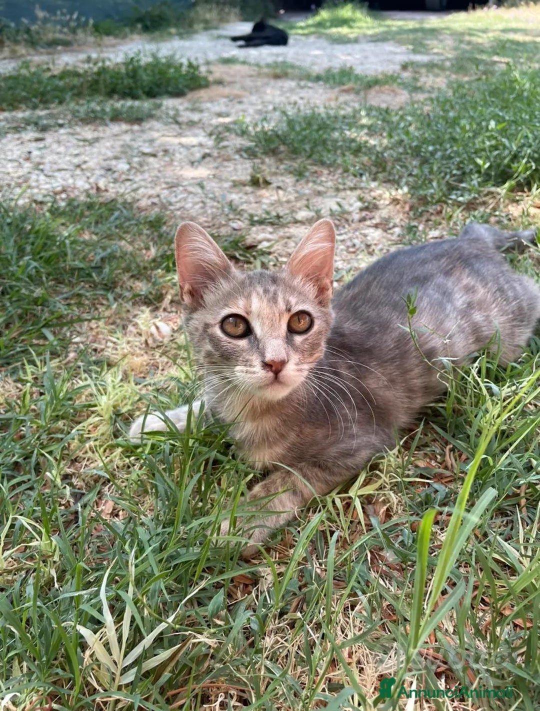 Altre razze gatti in regalo: gattina dolce grigia a pelo corto a Provincia di Ascoli Piceno - Annuncio 1