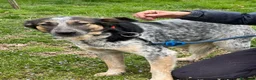 Meticcio cani in regalo: Splendida meticcia - DIVY - Annuncio 8