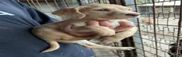 Meticcio cani in regalo: Olga 2 mesi mix lagotto - Annuncio 2