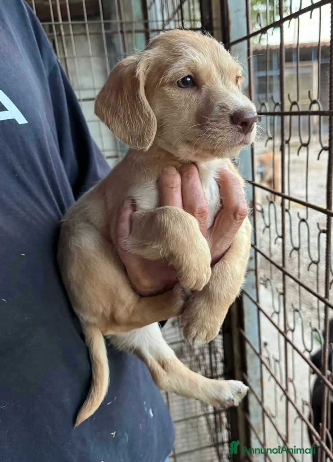 Meticcio cani in regalo: Olga 2 mesi mix lagotto - Annuncio 2