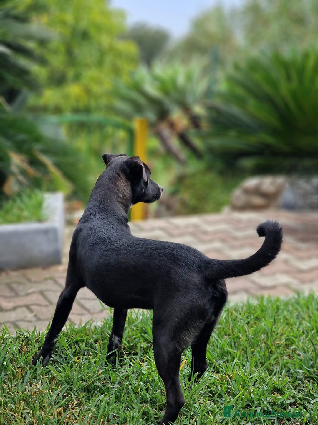 Meticcio cani in regalo: UNA MAMMA PER MICKY - Annuncio 4