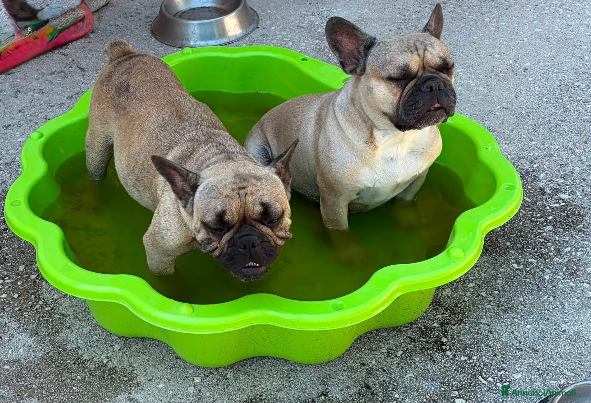 Bulldog Francese cani Cucciolo bulldog francese - Annuncio 9