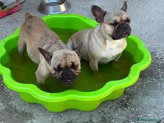 Bulldog Francese cani Cucciolo bulldog francese - Annuncio 9