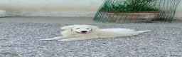 Pastore Abbruzzese Maremmano cani in vendita:  PASTORE ABRUZZESE MAREMMANO alta genealogia - Annuncio 4