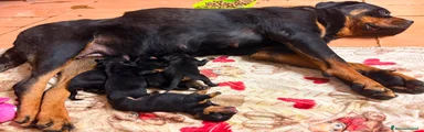 Rottweiler 1