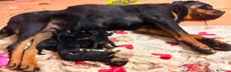 Rottweiler cani in vendita: Cuccioli nati il 15/6  a Provincia di Pavia - Annuncio 3