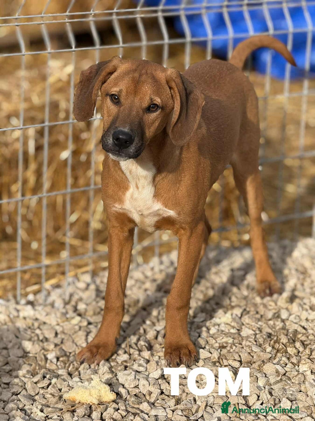 Meticcio cani in regalo: TOM & TINO, buffissimi cuccioli orecchie lunghe! - Annuncio 7