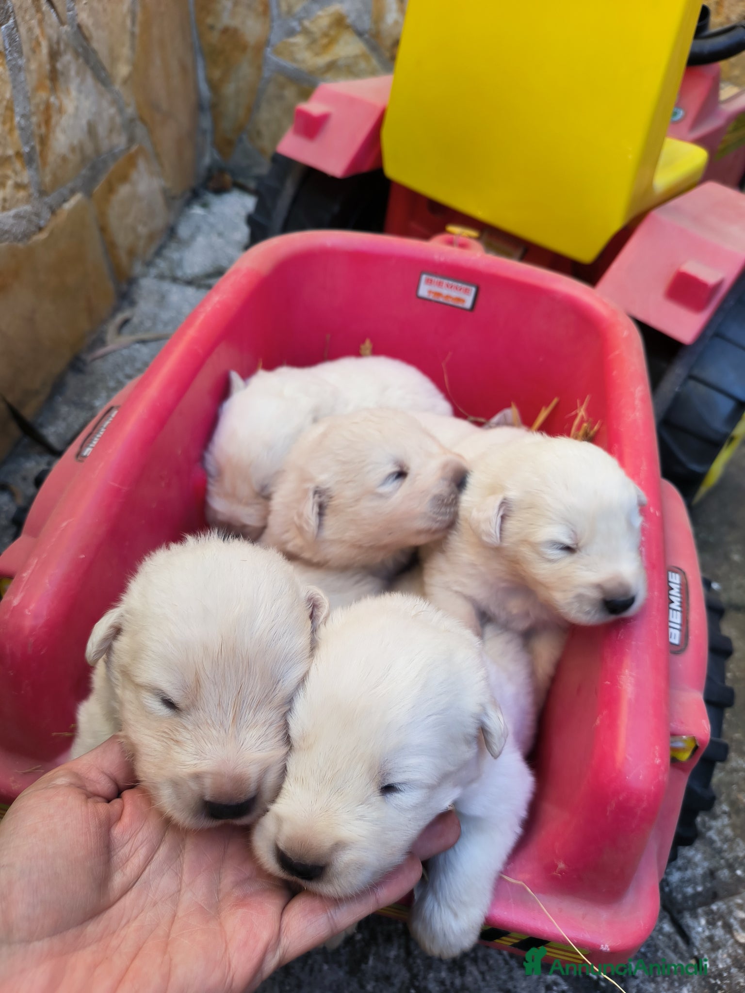 Pastore Abbruzzese Maremmano cani in vendita: Cucciolo di pastore maremmano abruzzese  a Città Metropolitana di Bari - Annuncio 8