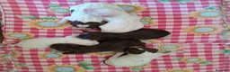 Lagotto cani in vendita: Lagotti  - Annuncio 5