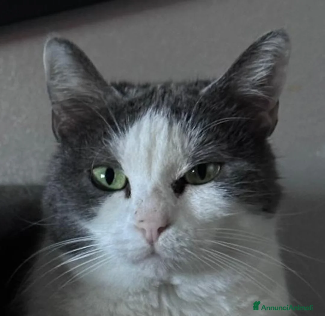 Europeo gatti in regalo: Teneri gatti in adozione, WEINE e UANA! - Annuncio 6