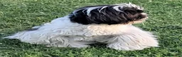 Shih Tzu cani in vendita: Shihtzu maschio con pedigree  - Annuncio 4