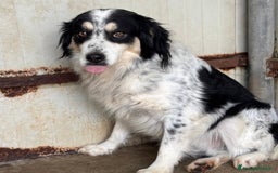 Border Collie cani in regalo: BALTO mix border collie cerca adozione! a Provincia di Latina - Annuncio 3