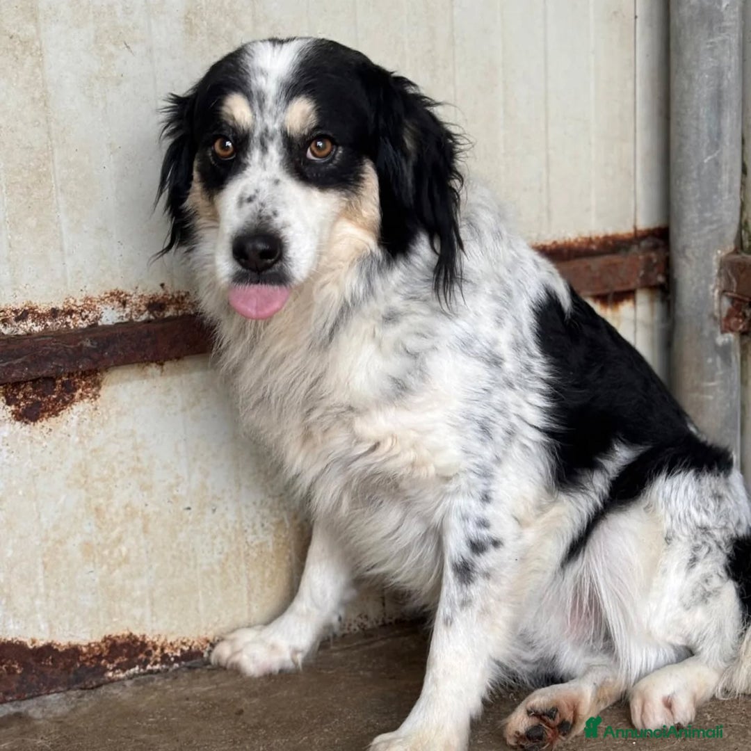 Border Collie cani in regalo: BALTO mix border collie cerca adozione! a Provincia di Latina - Annuncio 3