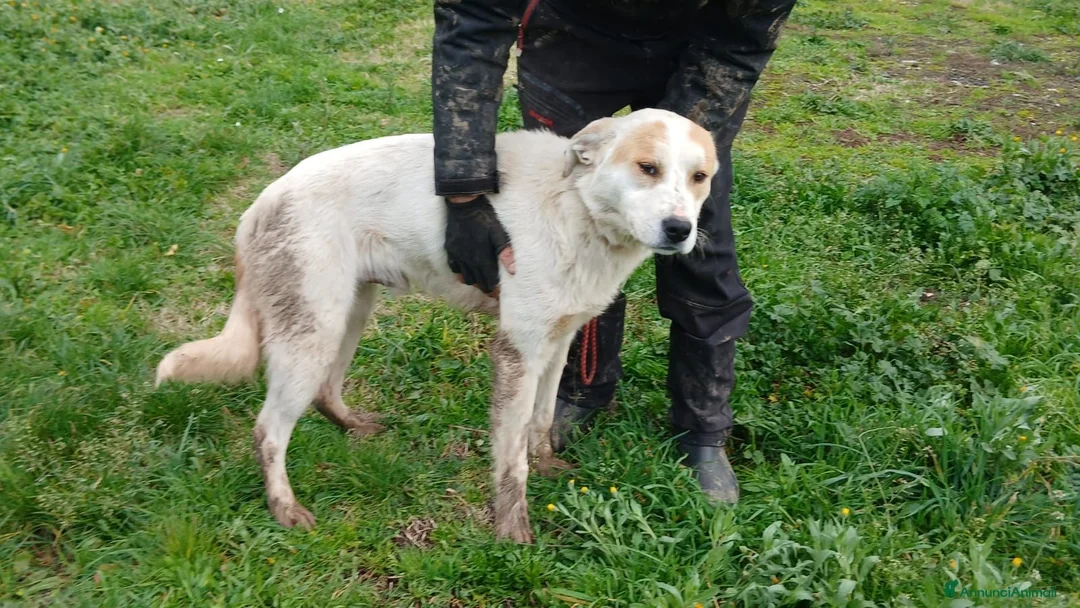 Meticcio cani in regalo: ATHOS STA ASPETTANDO LA SUA MAMMA E IL SUO PAPA' - Annuncio 2