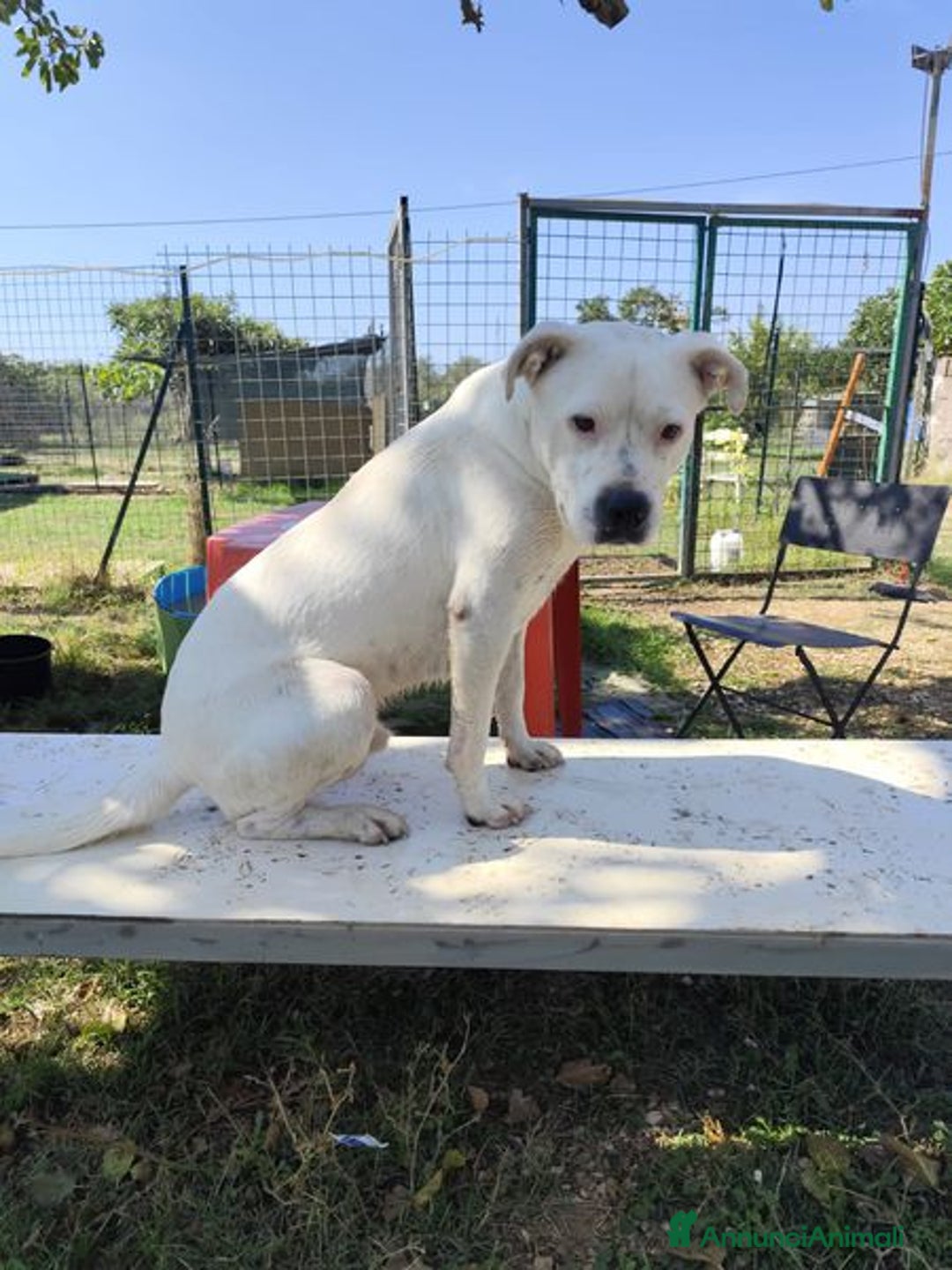 Meticcio cani in regalo: SIMBA simil Staffordshire Bull Terrier - Annuncio 8