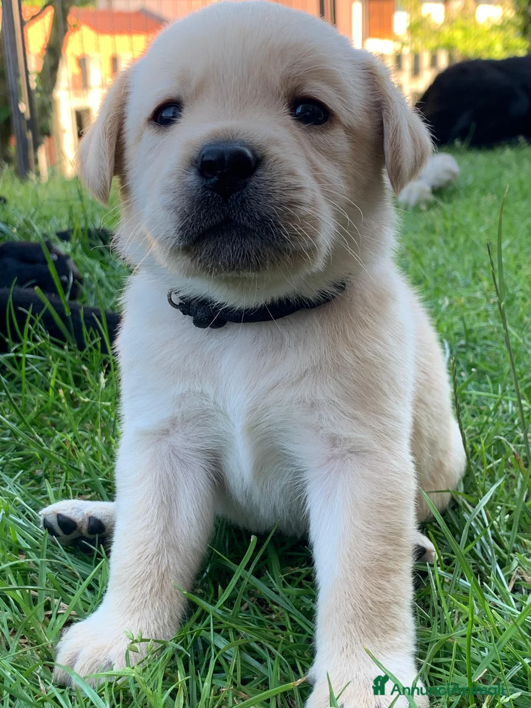 Labrador cani in vendita: Ultimo maschietto giallo di labrador retriever  a Provincia di Novara - Annuncio 1