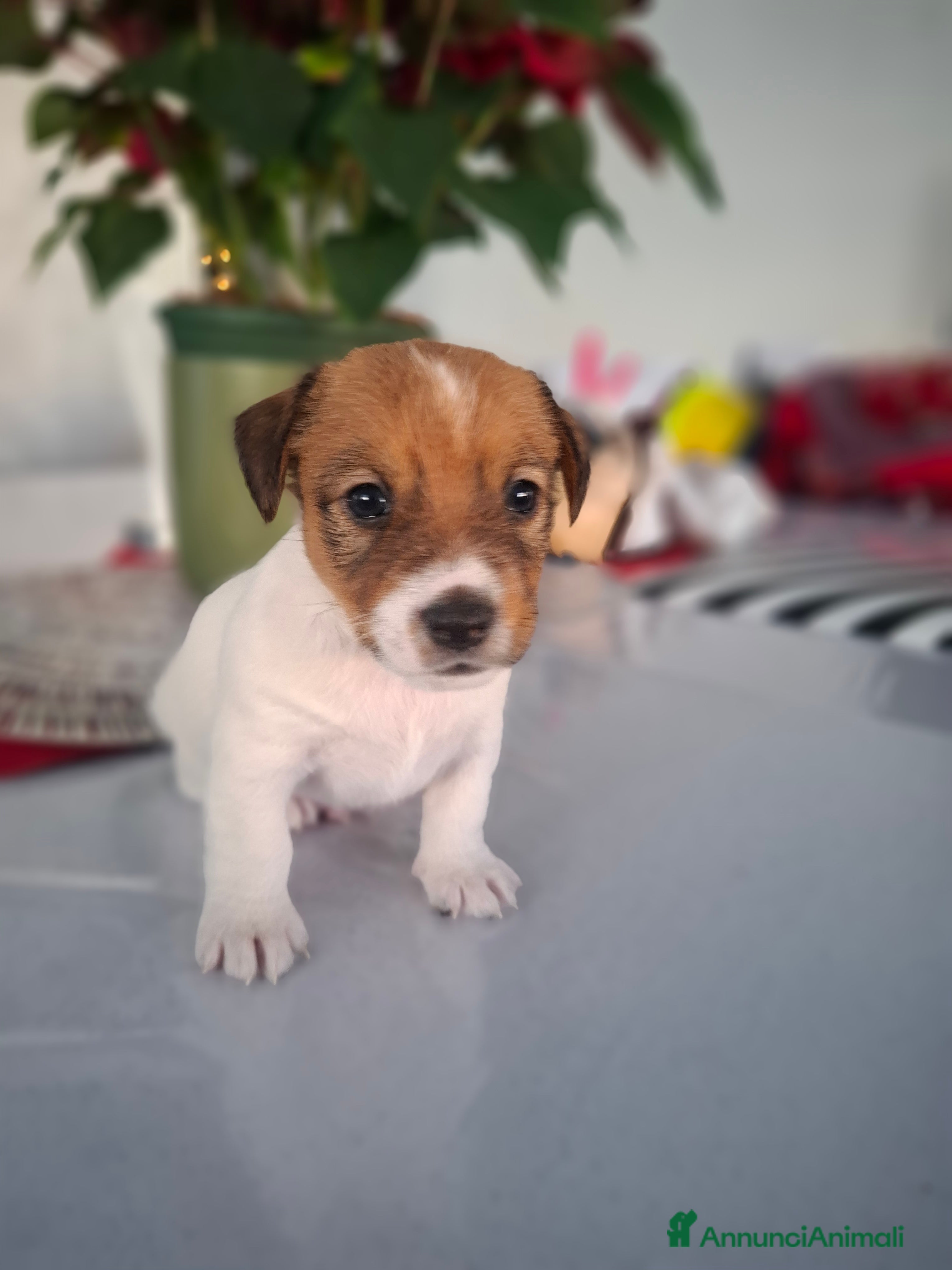 Jack Russell cani JACK RUSSEL ultimo maschietto Pedigree - Annuncio 4