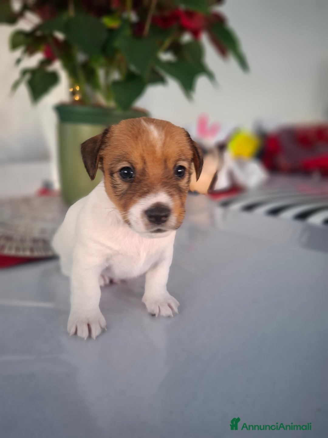 Jack Russell cani in vendita: JACK RUSSEL ultimo maschietto Pedigree - Annuncio 1