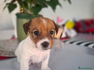 Jack Russell cani JACK RUSSEL ultimo maschietto Pedigree - Annuncio 4
