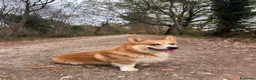 Corgi Pembroke cani per accoppiamento: Welsh Corgi Pembroke-Maschio per monta a Provincia di Gorizia - Annuncio 3