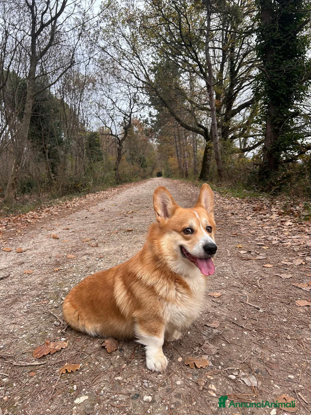 Corgi Pembroke cani per accoppiamento: Welsh Corgi Pembroke-Maschio per monta a Provincia di Gorizia - Annuncio 3