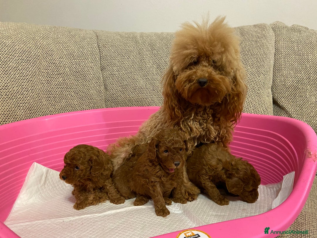 Barboncino Toy cani in vendita: Barboncino toy cuccioli con pedigree Enci - Annuncio 7