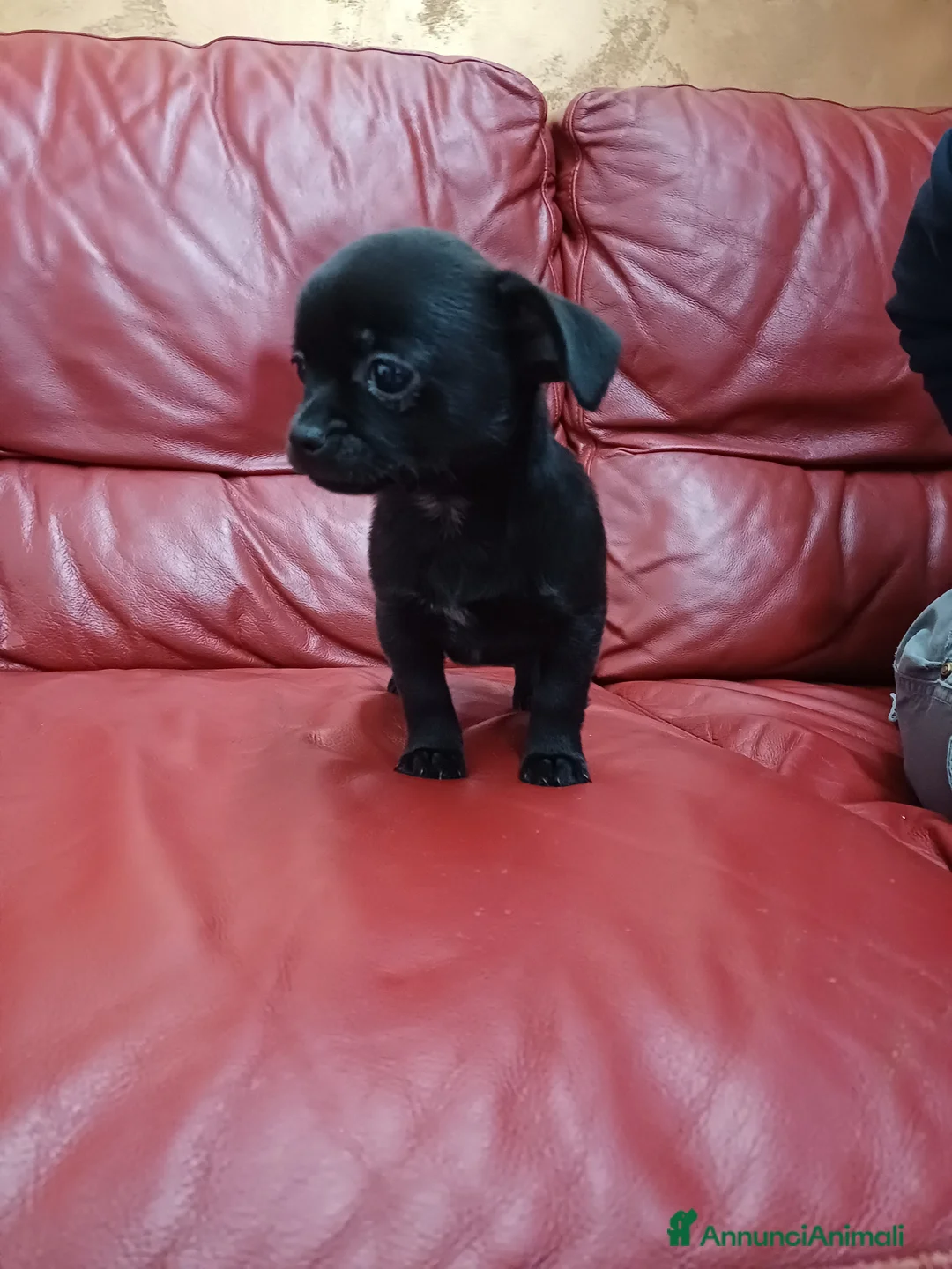 Chihuahua cani in vendita: Chihuahua  - Annuncio 2