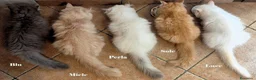 Persiano gatti in vendita: Cuccioli Persiani Doll Face a Provincia di Lucca - Annuncio 2