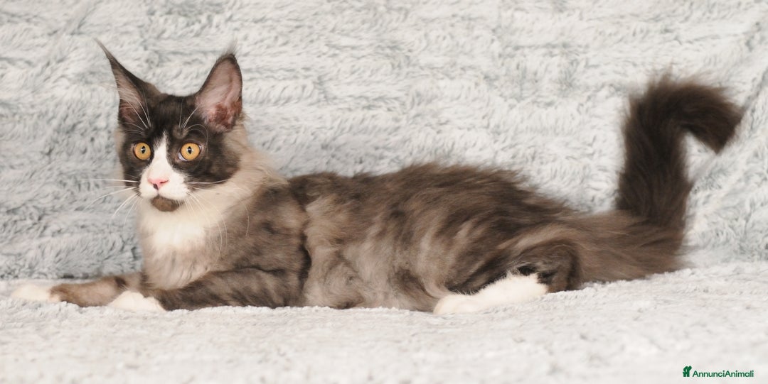 Maine Coon gatti in vendita: Cuccioli di razza Maine Coon pedigree ANFI a Livorno - Immagine 1