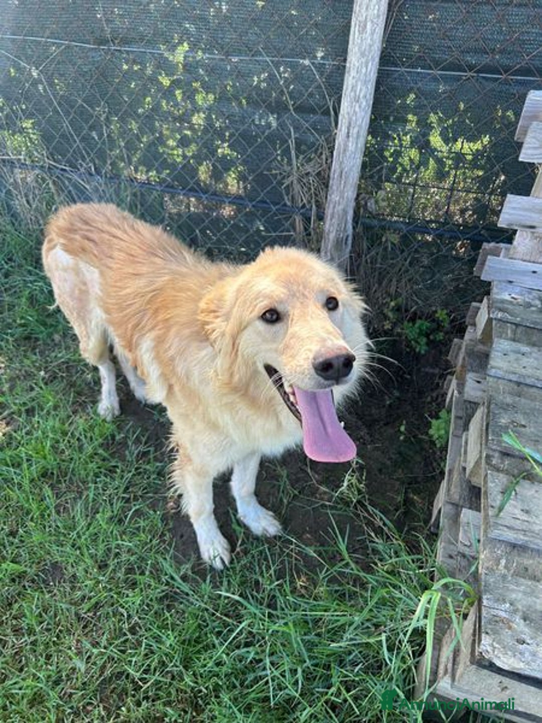 Golden Retriever cani in regalo: FLIPPER, adozione del cuore - Annuncio 7