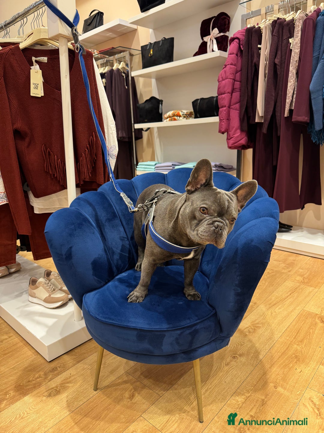 Bulldog Francese cani per accoppiamento: Lion Texas vuole diventare papino - Annuncio 3