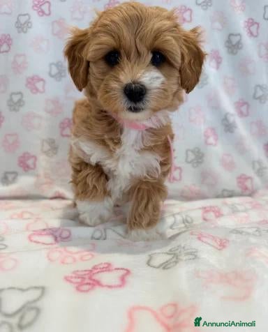 Maltipoo cani  Bellissima cucciolata di Maltipoo F1 - Annuncio 5
