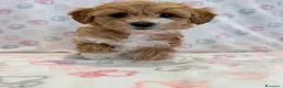 Maltipoo cani in vendita:  Bellissima cucciolata di Maltipoo F1 - Annuncio 6