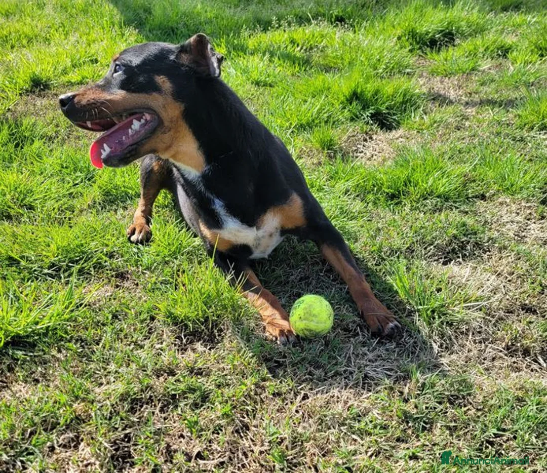 Meticcio cani in regalo: Bullo, il tenerone - Annuncio 2