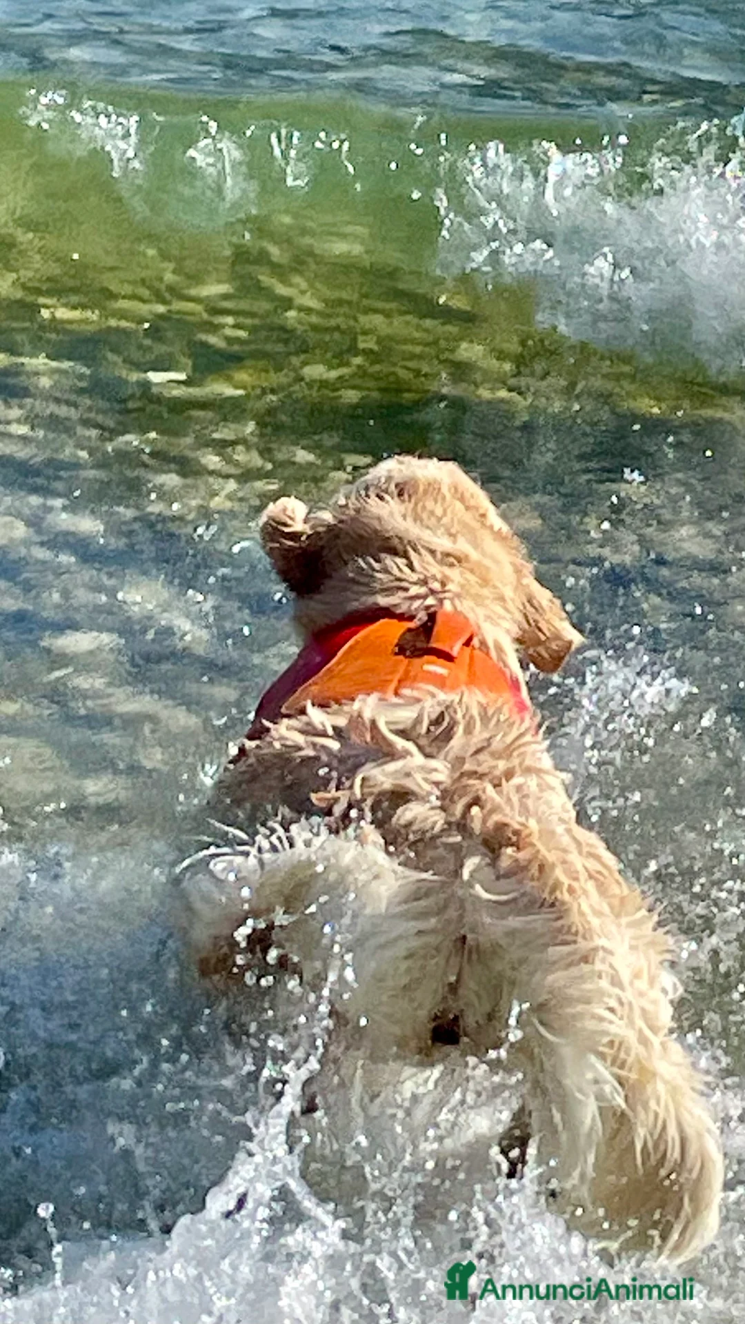 Immagine della galleria {{count}}