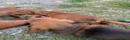 Alpenlaendische Dachsbracke cani in vendita: Cuccioli di Alpendische Dachsbracke - Annuncio 3