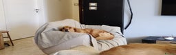 Golden Retriever cani in regalo: Stella, un meravigliosa Golden Retrieverr - Annuncio 5