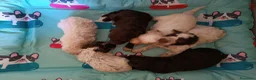 Lagotto cani in vendita: Lagotti  - Annuncio 14