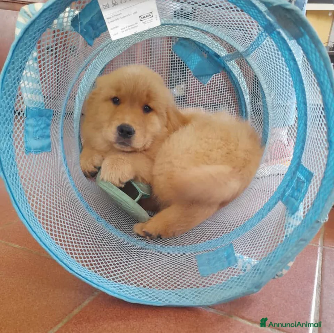 Immagine della galleria {{count}}