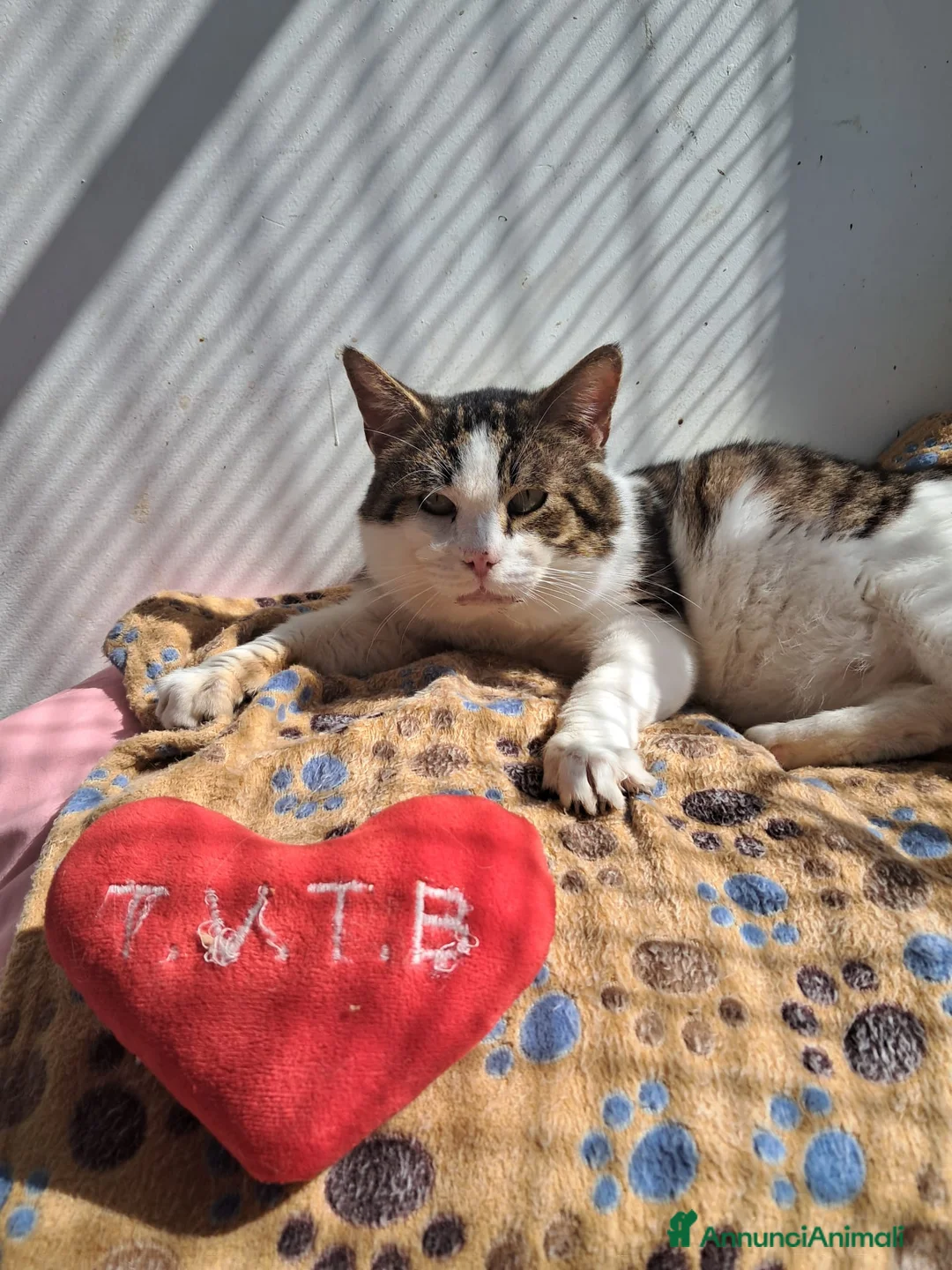 Meticcio gatti in regalo: Lucio, adozione del cuore  - Annuncio 2