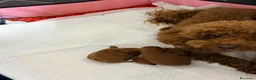 Barboncino Toy cani in vendita: Barboncino Toy red a Città metropolitana di Reggio Calabria - Annuncio 1