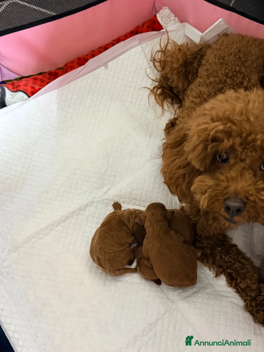 Barboncino Toy cani in vendita: Barboncino Toy red a Città metropolitana di Reggio Calabria - Annuncio 1