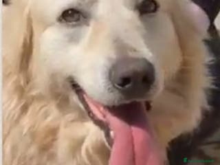 Meticcio cani Mix Golden ENTRATO IN BOX A 3MESI NEL 2019!!! SUD - Annuncio 22