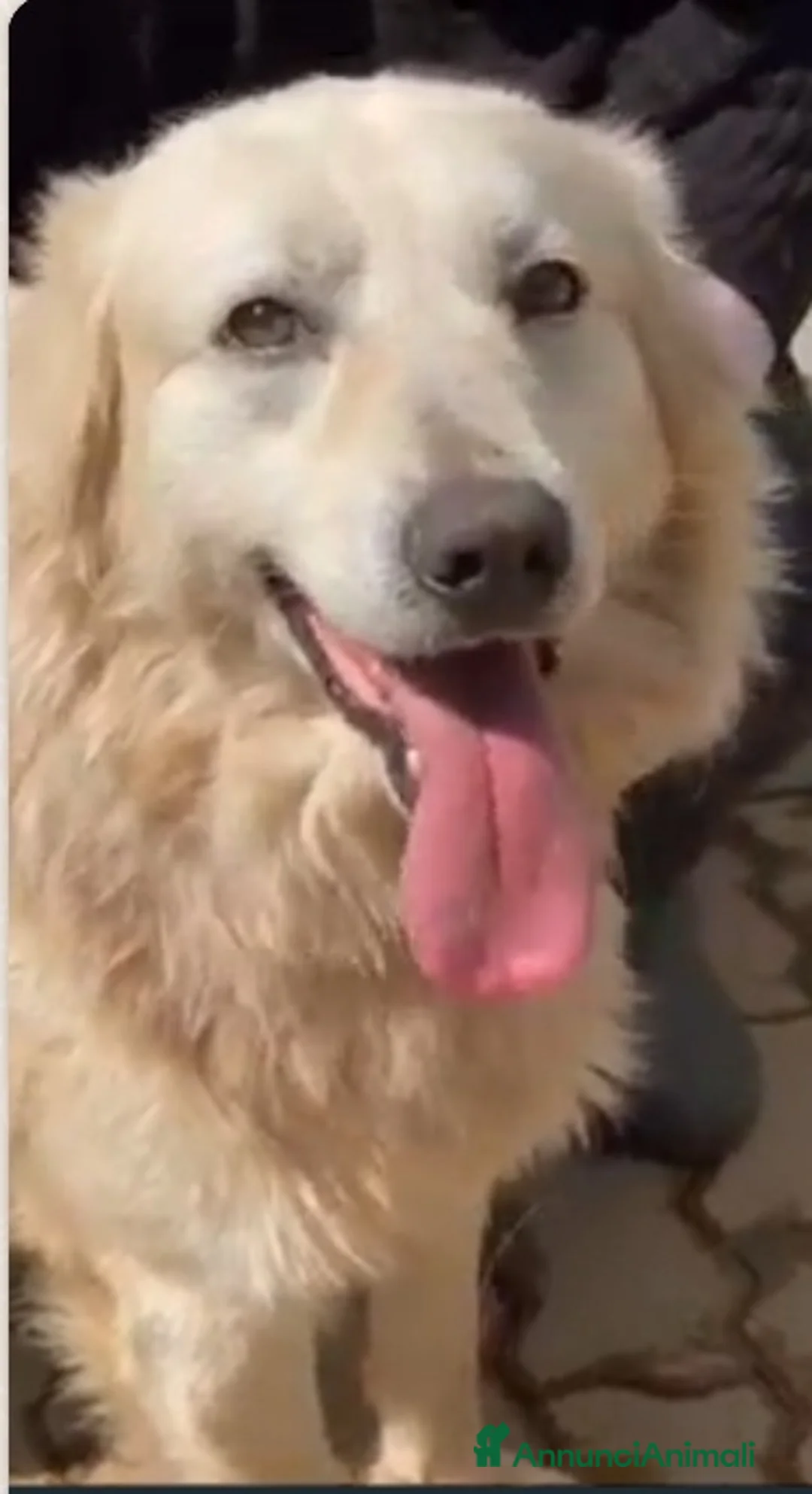 Meticcio cani in regalo: Mix Golden ENTRATO IN BOX A 3MESI NEL 2019!!! SUD - Annuncio 1