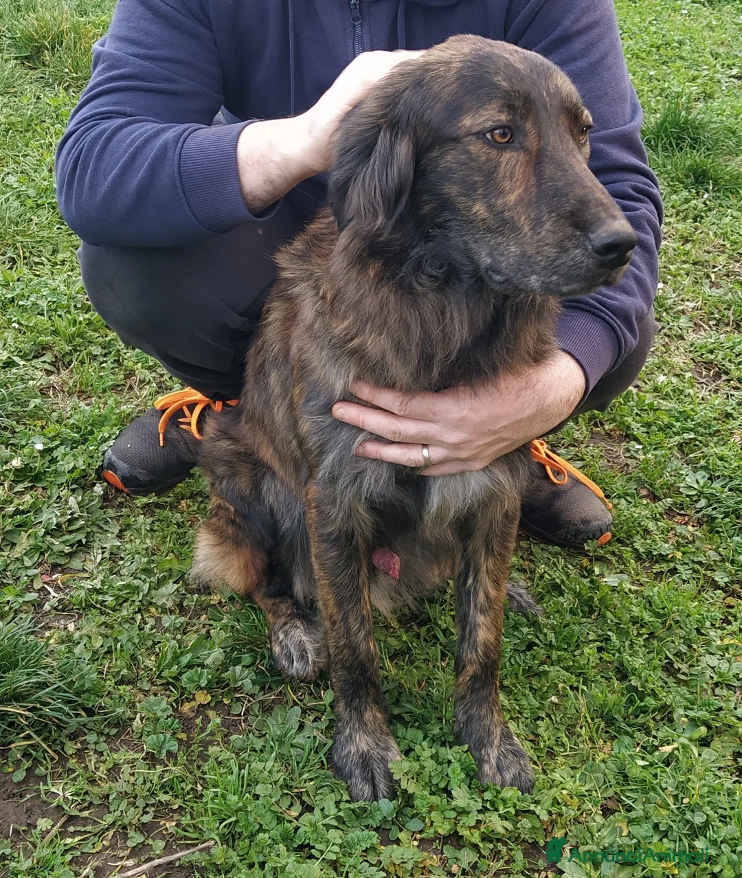 Altre razze cani in regalo: Splendido jango a Provincia di Viterbo - Annuncio 5