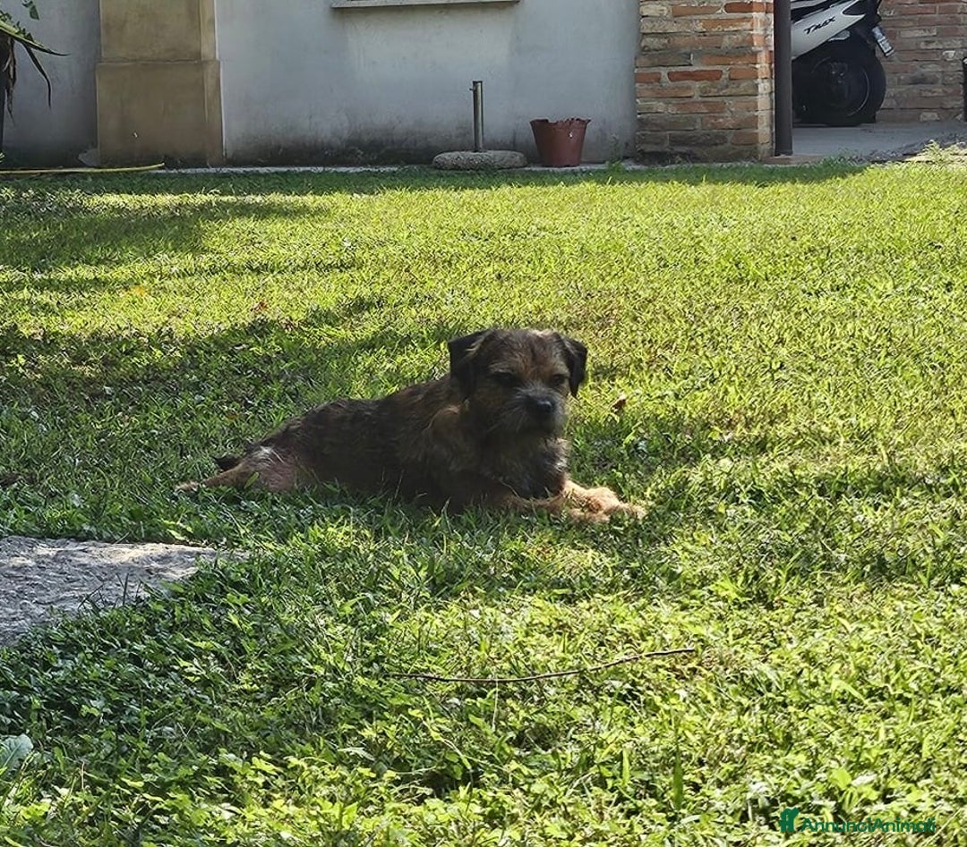 Border Terrier cani per accoppiamento: Border Terrier disponibile per monta - Annuncio 2