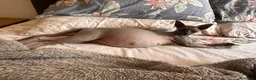 Sphynx gatti in vendita: Cuccioli sphynx - Annuncio 2