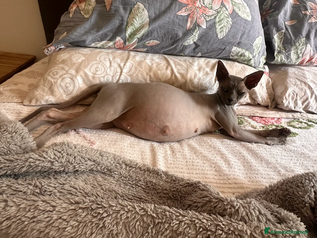 Sphynx gatti in vendita: Cuccioli sphynx - Annuncio 2